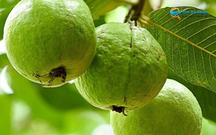 Ổi Bo – Trái cây đặc sản Thái Bình
