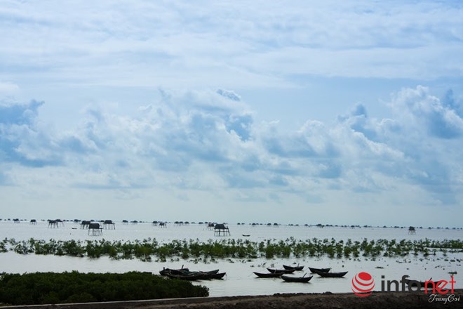 Kinh nghiệm khám phá khu du lịch biển cồn Vành Thái Bình 7 Kinh nghiệm khám phá khu du lịch biển cồn Vành Thái Bình
